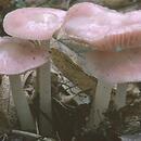 Mycena rosea (grzybówka różowa)