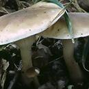 Ampulloclitocybe clavipes (białolejkówka buławotrzonowa)