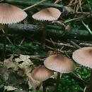 Mycena zephirus (grzybówka rdzawoplamista)