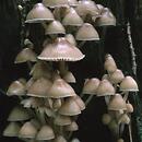 Mycena maculata (grzybówka plamista)