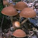 Psathyrella piluliformis (kruchaweczka namakająca)