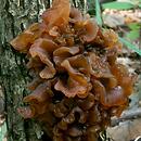 Phaeotremella foliacea (trzęsak listkowaty)