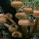 Armillaria mellea s.l. (opieńka miodowa s.l.)