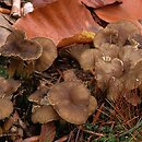 Cantharellus tubaeformis (pieprznik trąbkowy)