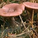 Lactarius rufus (mleczaj rudy)