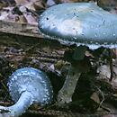 Stropharia (pierścieniak)