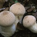 wnętrzniaki (Gasteromycetes)