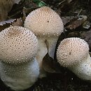 Lycoperdaceae (purchawkowate)