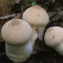 Lycoperdon (purchawka)