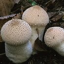 Lycoperdon perlatum (purchawka chropowata)