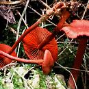 Cortinarius sanguineus (zasłonak krwisty)