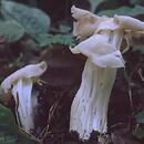 Helvella crispa (piestrzyca kędzierzawa)