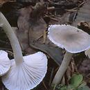 Hygrophorus (wodnicha)