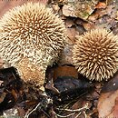 Lycoperdon echinatum (purchawka jeżowata)