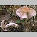 Cortinarius alboviolaceus (zasłonak białofioletowy)