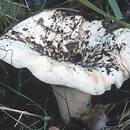 Lactifluus (mleczajowiec)