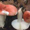 Russula mairei (gołąbek buczynowy)