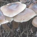 Rhodocollybia butyracea f. asema (monetnica maślana forma szarobrązowawa)