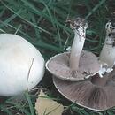 Agaricales (pieczarkowce)