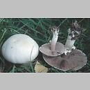 Agaricus (pieczarka)