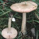 Volvariella gloiocephala (pochwiak okazały)