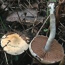 Stropharia caerulea (pierścieniak niebieskawy)