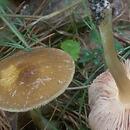 Pluteus romellii (drobnołuszczak żółtonogi)