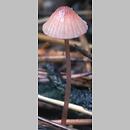 Mycena capillaripes (grzybówka rurkowatotrzonowa)