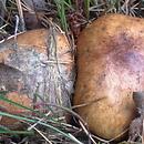 Suillus granulatus (maślak ziarnisty)