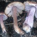 Inocybe pusio (strzępiak łuseczkowaty)