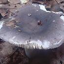 Russula grisea (gołąbek szary)