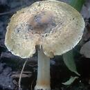 Inocybe margaritispora (strzępiak perełkowy)