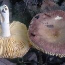 Russula odorata (gołąbek wonny)