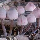 Mycena haematopus (grzybówka krwista)