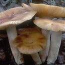 Russula foetens (gołąbek śmierdzący)