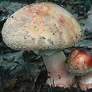 Amanita rubescens (muchomor czerwieniejący)