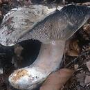 Russula albonigra (gołąbek białoczarny)