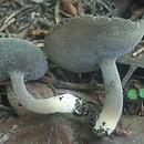 Helvella macropus (piestrzyca popielata)