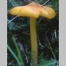 Hygrocybe (wilgotnica)