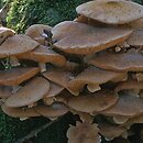 Armillaria borealis (opieńka północna)