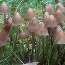 Mycena stipata (grzybówka alkaliczna)