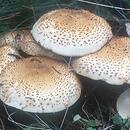 Pholiota squarrosa (łuskwiak nastroszony)