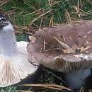 Russula adusta (gołąbek podpalany)