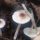 Lepiota (czubajeczka)