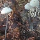 Mycena stylobates (grzybówka dyskowata)