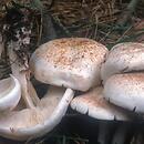 Rhodocollybia maculata (monetnica plamista)