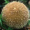 Lycoperdon norvegicum (purchawka norweska)