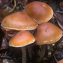 Hypholoma marginatum (maślanka zygzakowatotrzonowa)