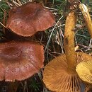 Cortinarius croceus var. croceus (zasłonak szafranowy)