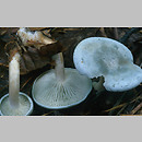 Clitocybe odora (lejkówka zielonawa)